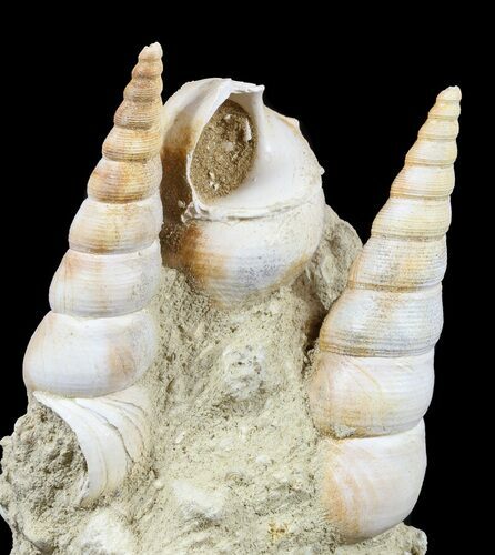 Fossil Gastropod (Haustator) Cluster - Damery, France #56381
